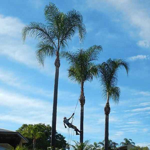 Cape Tree Service - Tree Surgeons & Arborists In Mira Mar