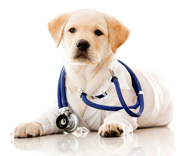 Blakehurst Veterinary Hospital - Pet Care In Blakehurst