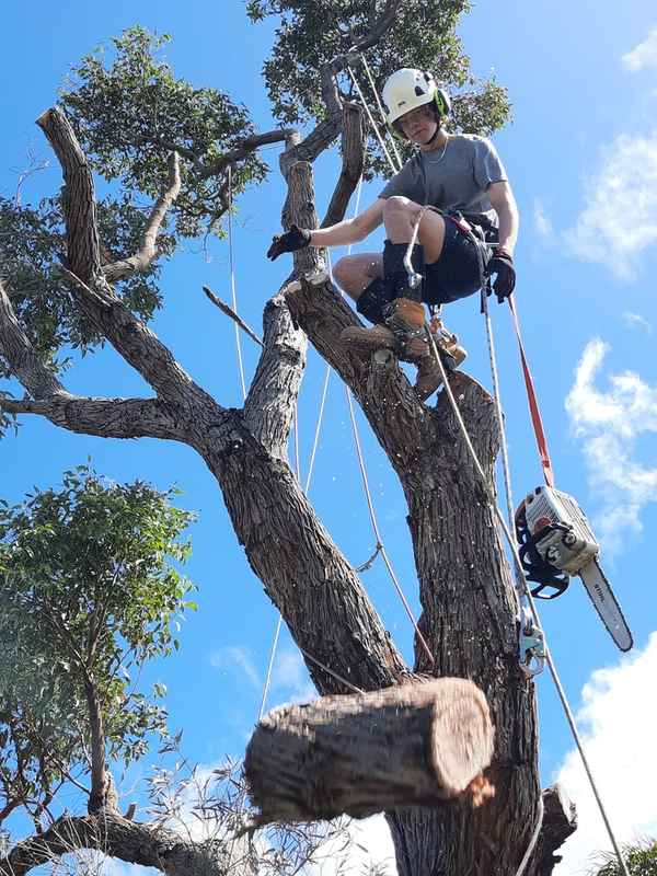 Cape Tree Service - Tree Surgeons & Arborists In Mira Mar