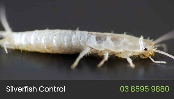 Eco Pest Control Melbourne - Pest Control In Melbourne