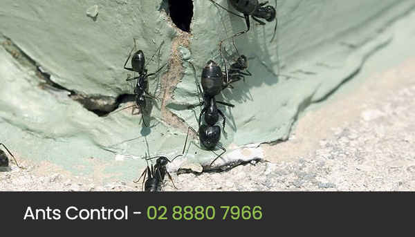 Eco Pest Control Sydney - Pest Control In Ultimo