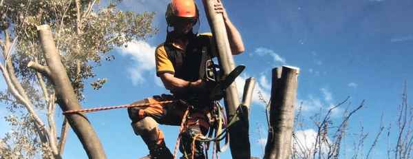 Procut Tree Services - Tree Surgeons & Arborists In Bayswater