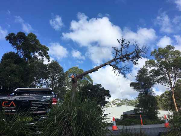 Coastal Arbor Pty Ltd - Tree Surgeons & Arborists In Terrigal