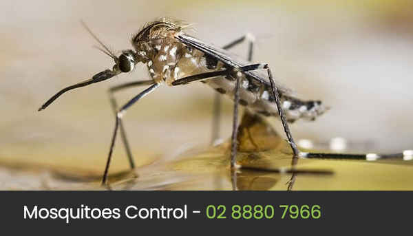 Eco Pest Control Sydney - Pest Control In Ultimo