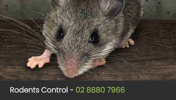 Eco Pest Control Sydney - Pest Control In Ultimo