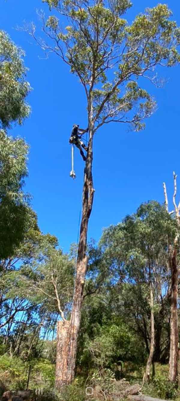 Cape Tree Service - Tree Surgeons & Arborists In Mira Mar