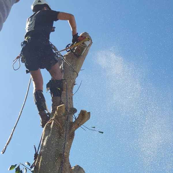 Cape Tree Service - Tree Surgeons & Arborists In Mira Mar