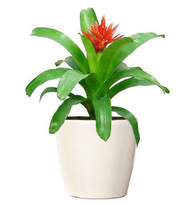 Foliage Indoor Plant Hire - Gardeners In Hawthorn