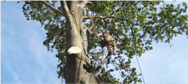 Caboolture Tree Removal - Tree Surgeons & Arborists In Kallangur