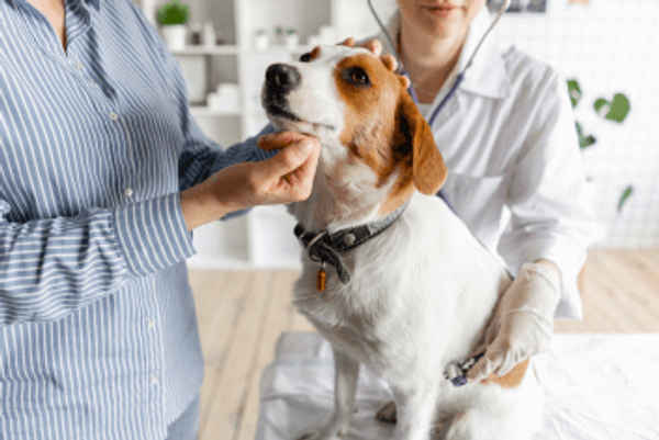 Perth Vet Care - Veterinarians In Ridgewood