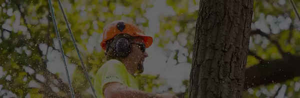 Procut Tree Services - Tree Surgeons & Arborists In Bayswater