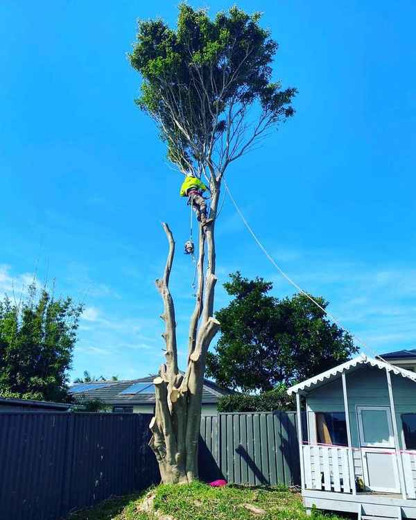 Sydney Wide Tree Cutting - Tree Surgeons & Arborists In Greenacre 2190