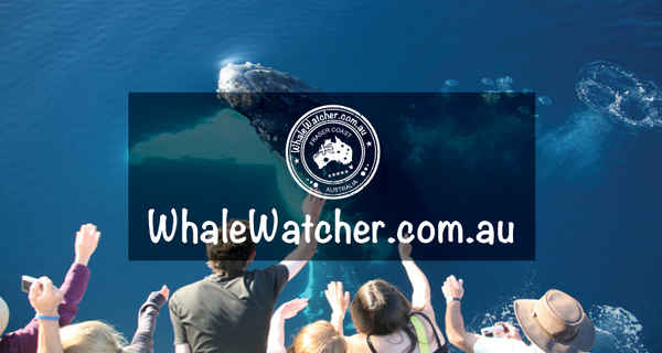 WhaleWatcher.com.au - Travel & Tourism In Torquay