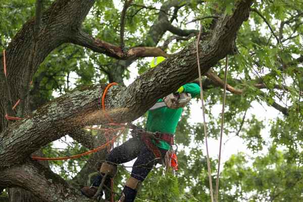 Eco Tree Removal Brisbane - Tree Surgeons & Arborists In Milton