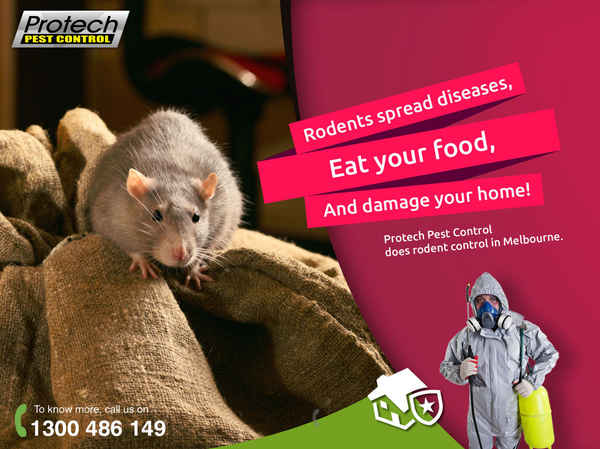 Protech Pest Control - Pest Control In Campbellfield