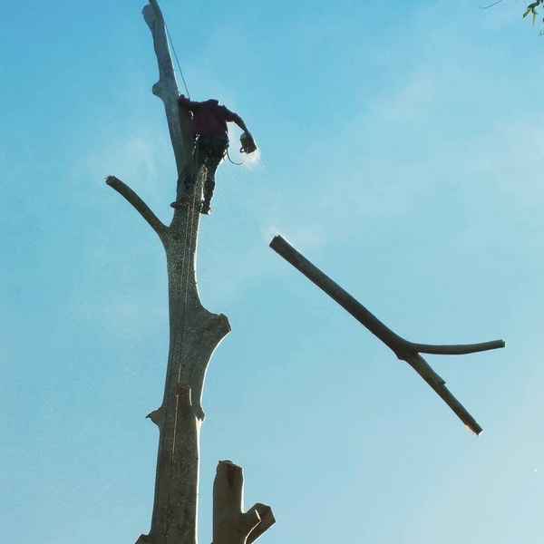 Cape Tree Service - Tree Surgeons & Arborists In Mira Mar