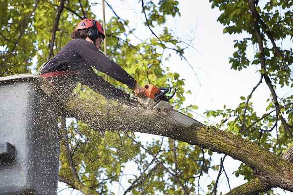 Eco Tree Removal Brisbane - Tree Surgeons & Arborists In Milton