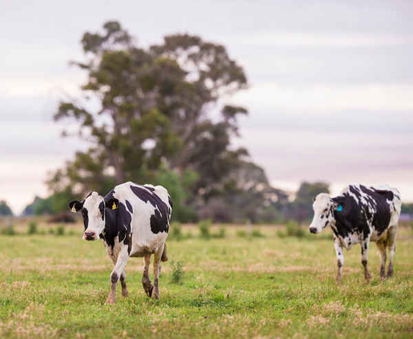 The Organic Milk Company - Dairy Products In Port Melbourne