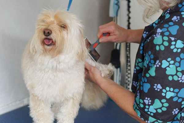 Bubbly Paws Dog Grooming - Pet Groomers In Quinns Rocks