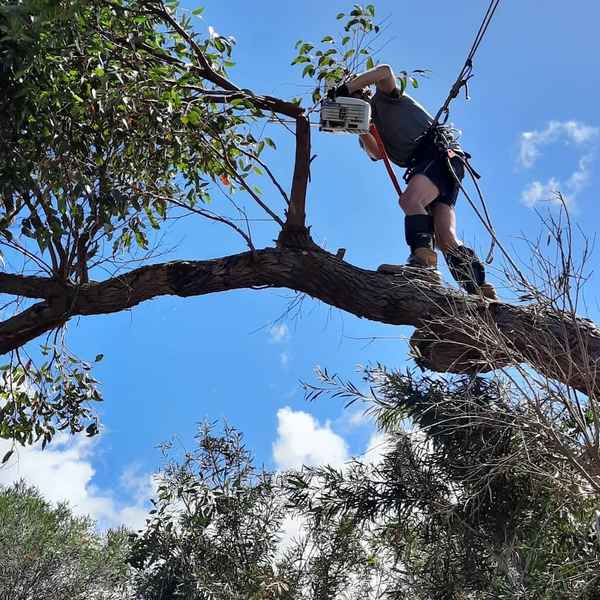 Cape Tree Service - Tree Surgeons & Arborists In Mira Mar