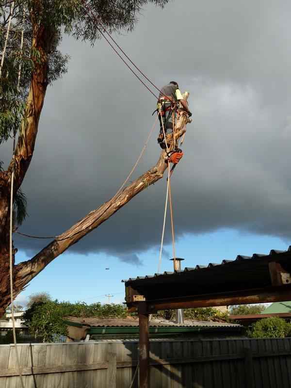 Joel's Tree Services - Tree Surgeons & Arborists In Narre Warren South