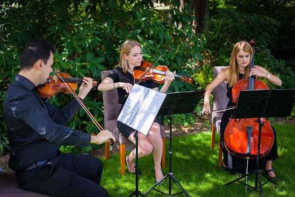 Q Strings - Wedding Supplies In Wollongong