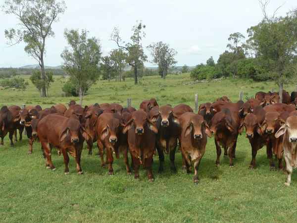 Total Rural Supplies - Agriculture In Torrington