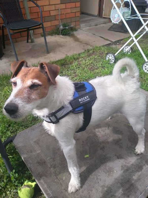 Dog Harness Co - Pet Shops In Sydney