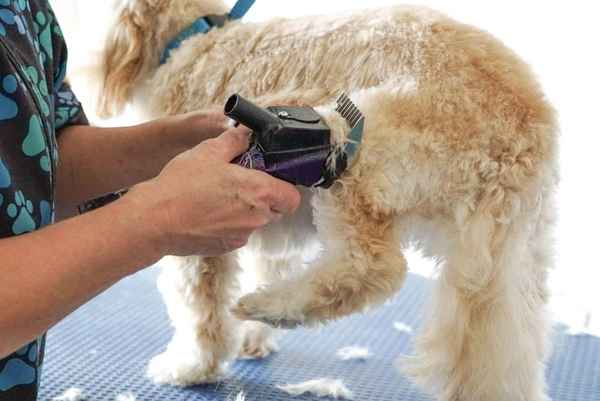 Bubbly Paws Dog Grooming - Pet Groomers In Quinns Rocks