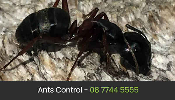 Eco Pest Control Perth - Pest Control In West Perth