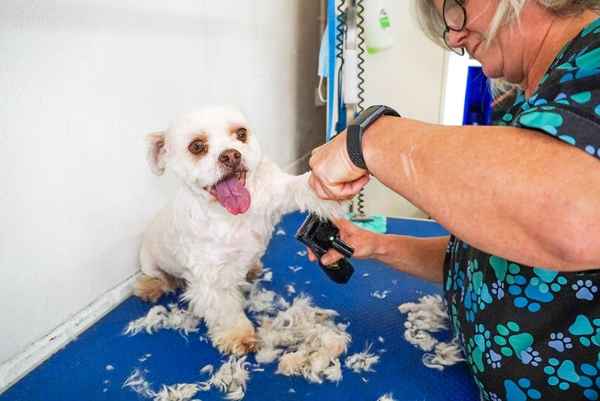 Bubbly Paws Dog Grooming - Pet Groomers In Quinns Rocks