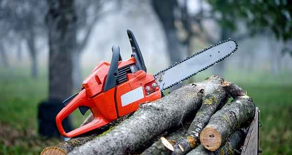 Budget Tree Removal Brisbane - Tree Surgeons & Arborists In Virginia