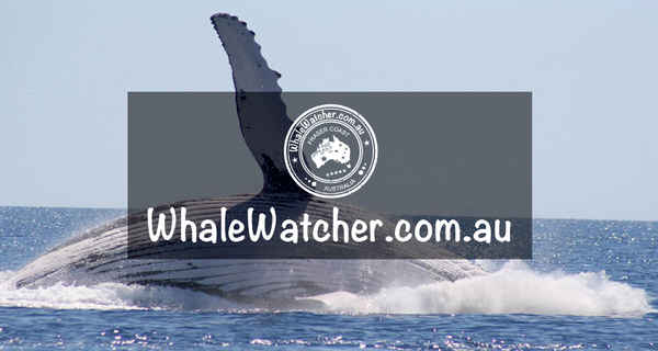 WhaleWatcher.com.au - Travel & Tourism In Torquay 4655