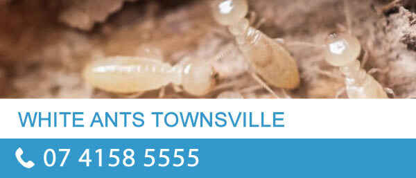 Pro Pest Control Townsville - Pest Control In South Townsville