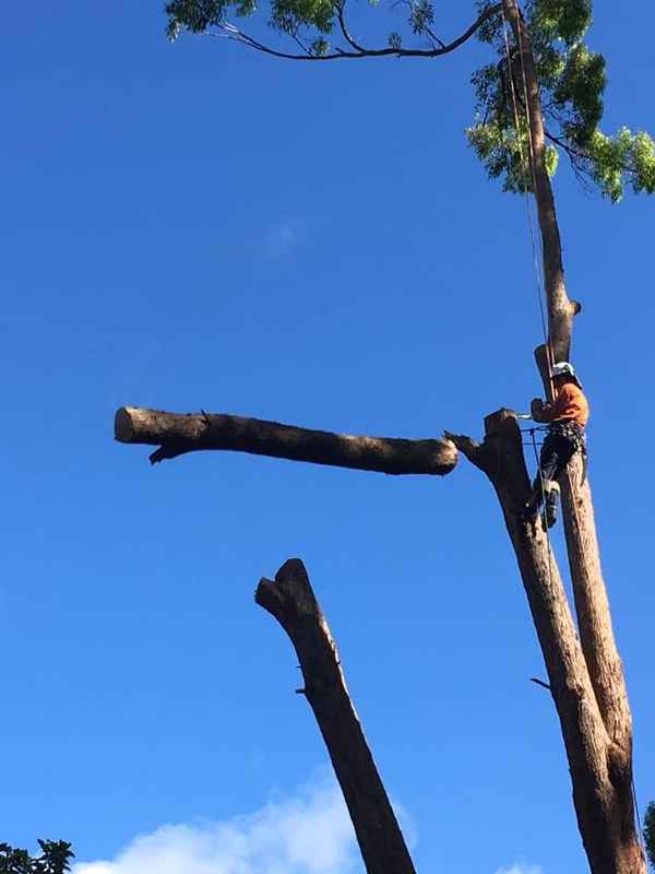 Smith Tree Solutions - Tree Surgeons & Arborists In Jones Hill