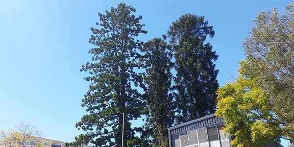 Arbor Operations - Tree Surgeons & Arborists In Zillmere