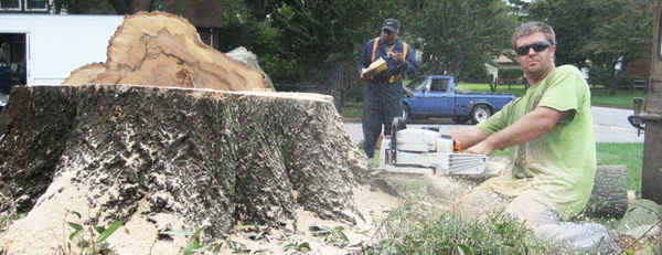 Caboolture Tree Removal - Tree Surgeons & Arborists In Kallangur