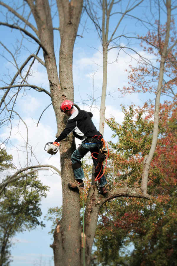 Tall Timbers Tree Services - Tree Surgeons & Arborists In Rhodes