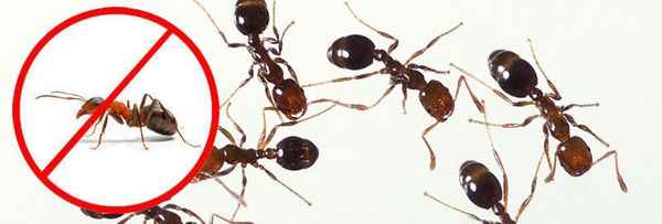 Ants Control Melbourne - Pest Control In Melbourne 3000