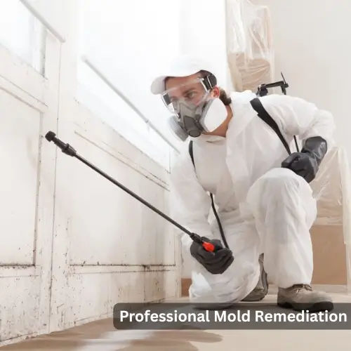 Mold Remediation in Haddonfield, NJ