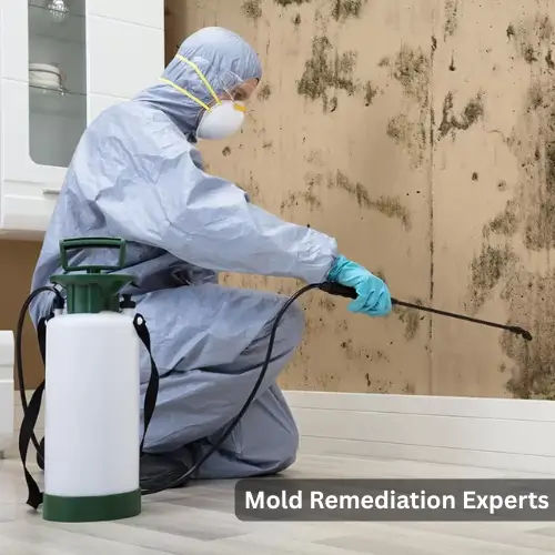 Mold Removal in Haddonfield, NJ