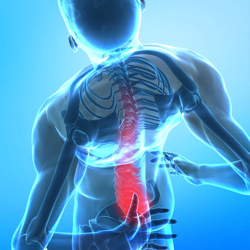 spine vector art