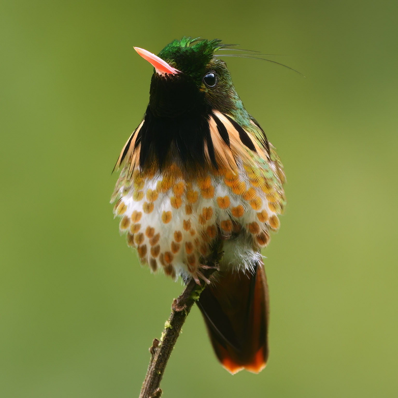 A hummingbird perched on a twig