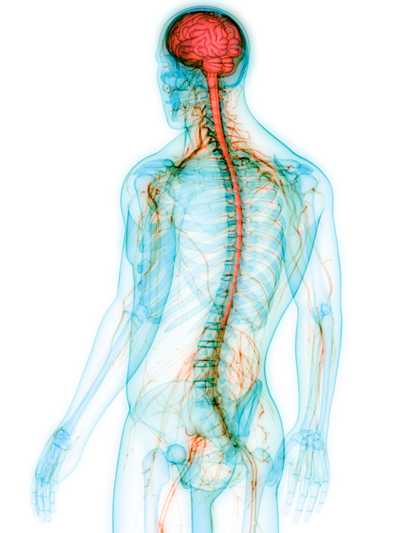 Human Central Nervous System with Brain Anatomy