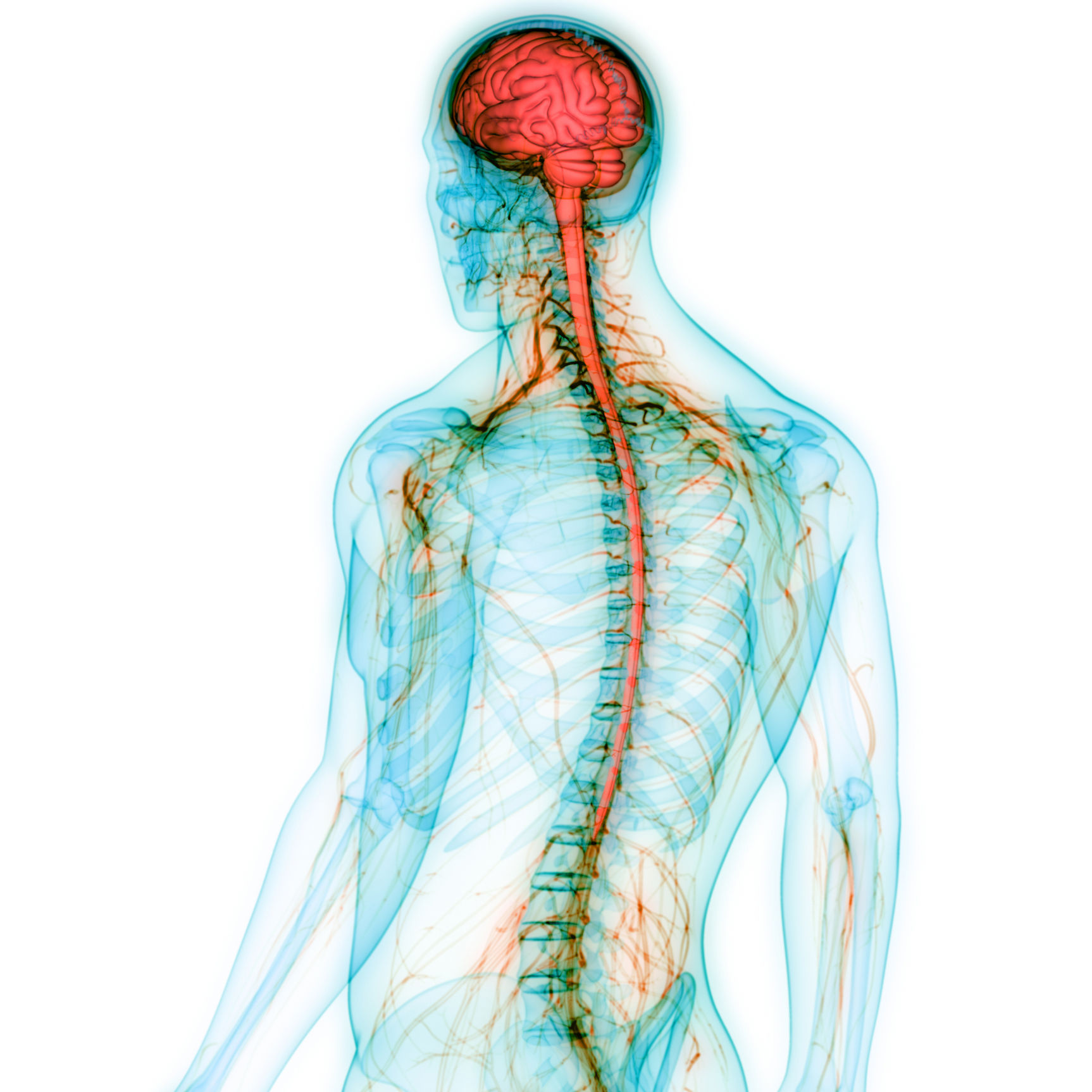 Human Central Nervous System with Brain Anatomy