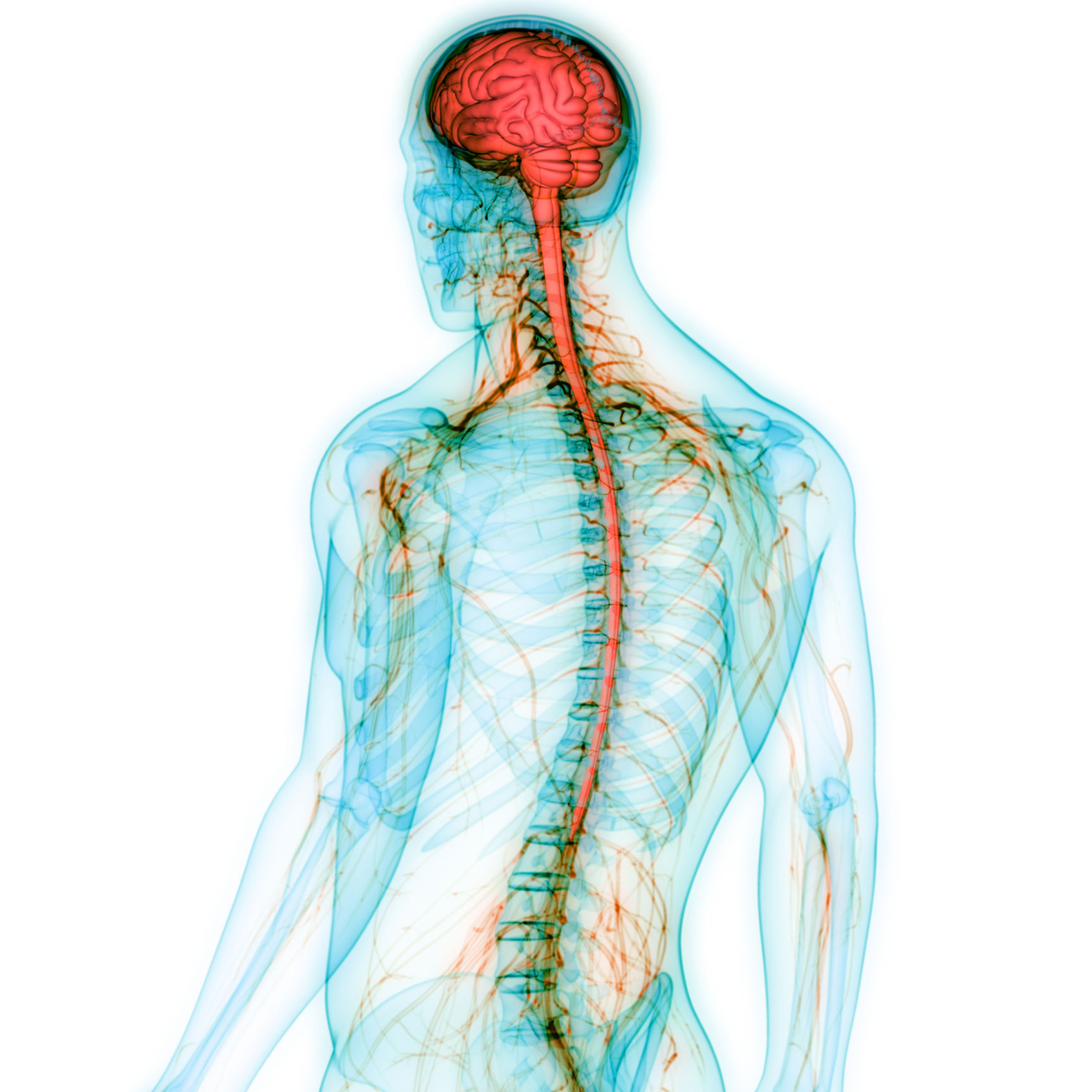 Human Central Nervous System with Brain Anatomy