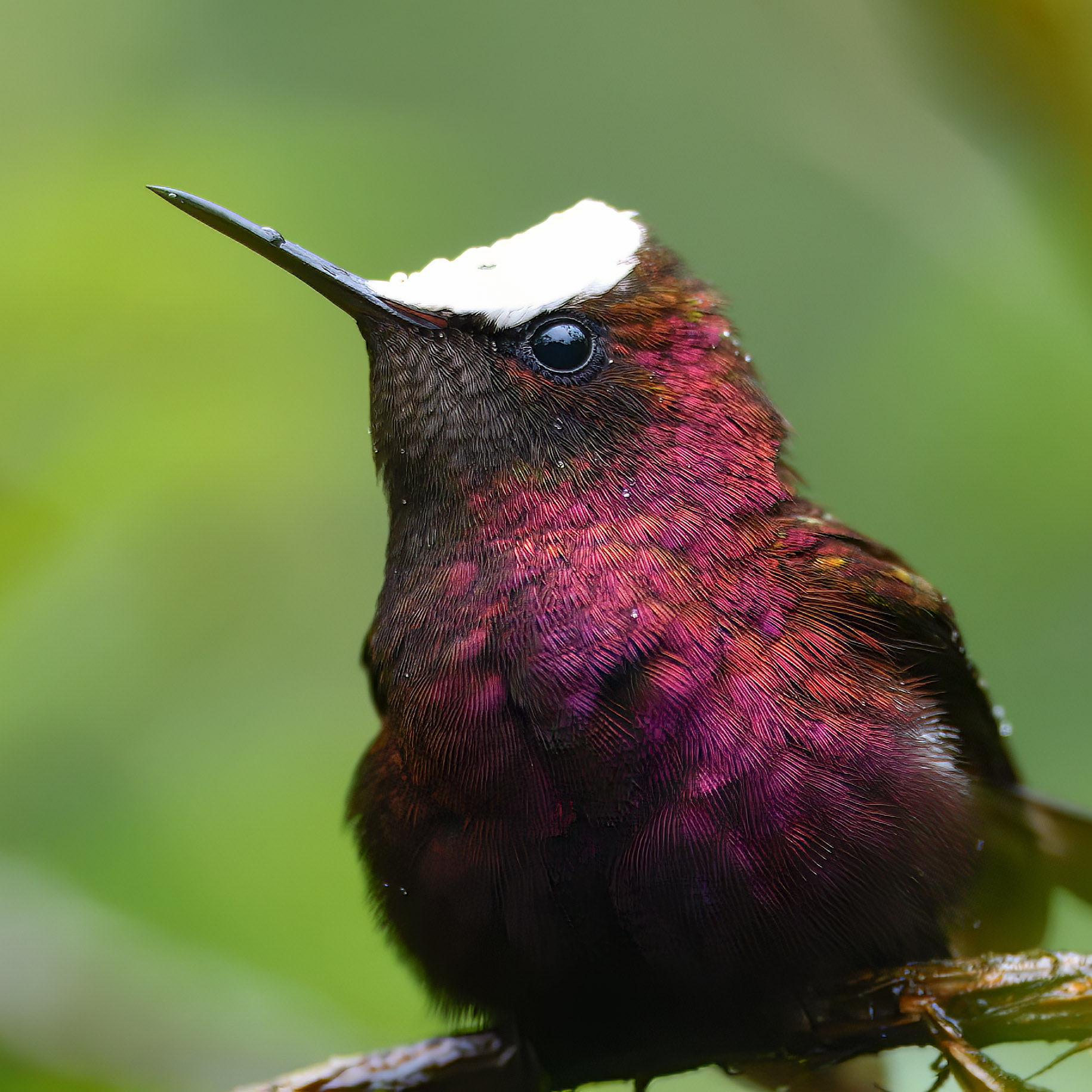 A ruby-red hummingbird with a white cap