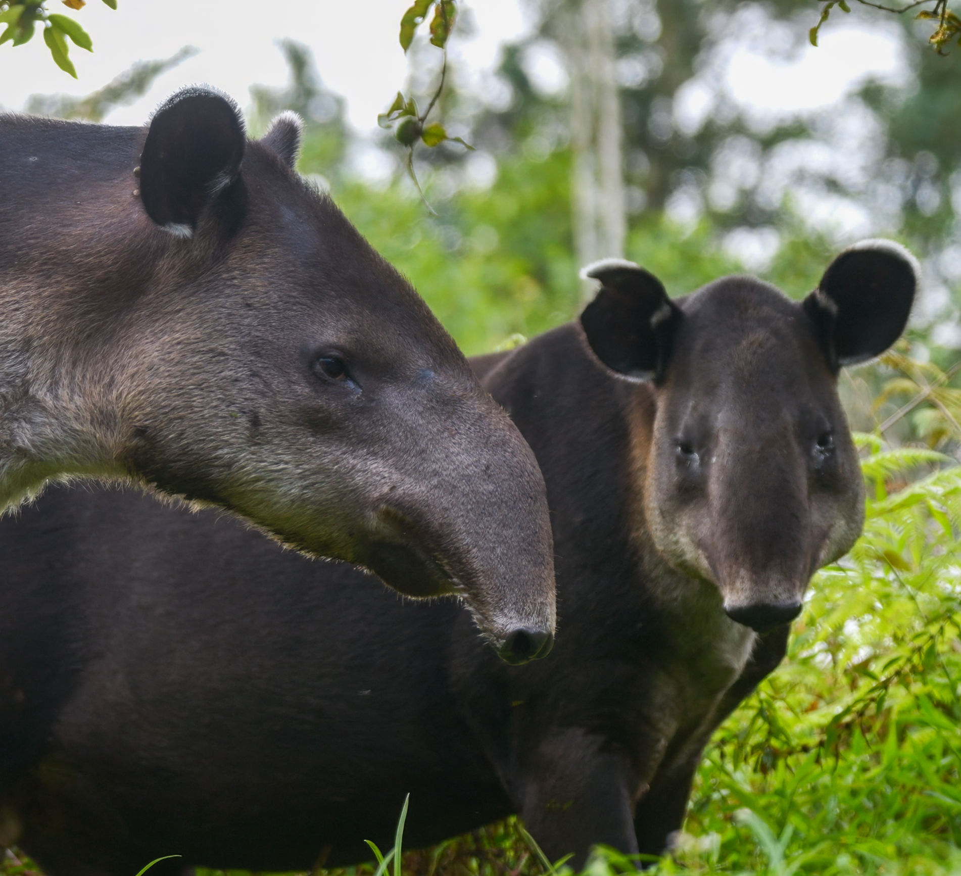 Two Baird's Tapir standing in a grassland