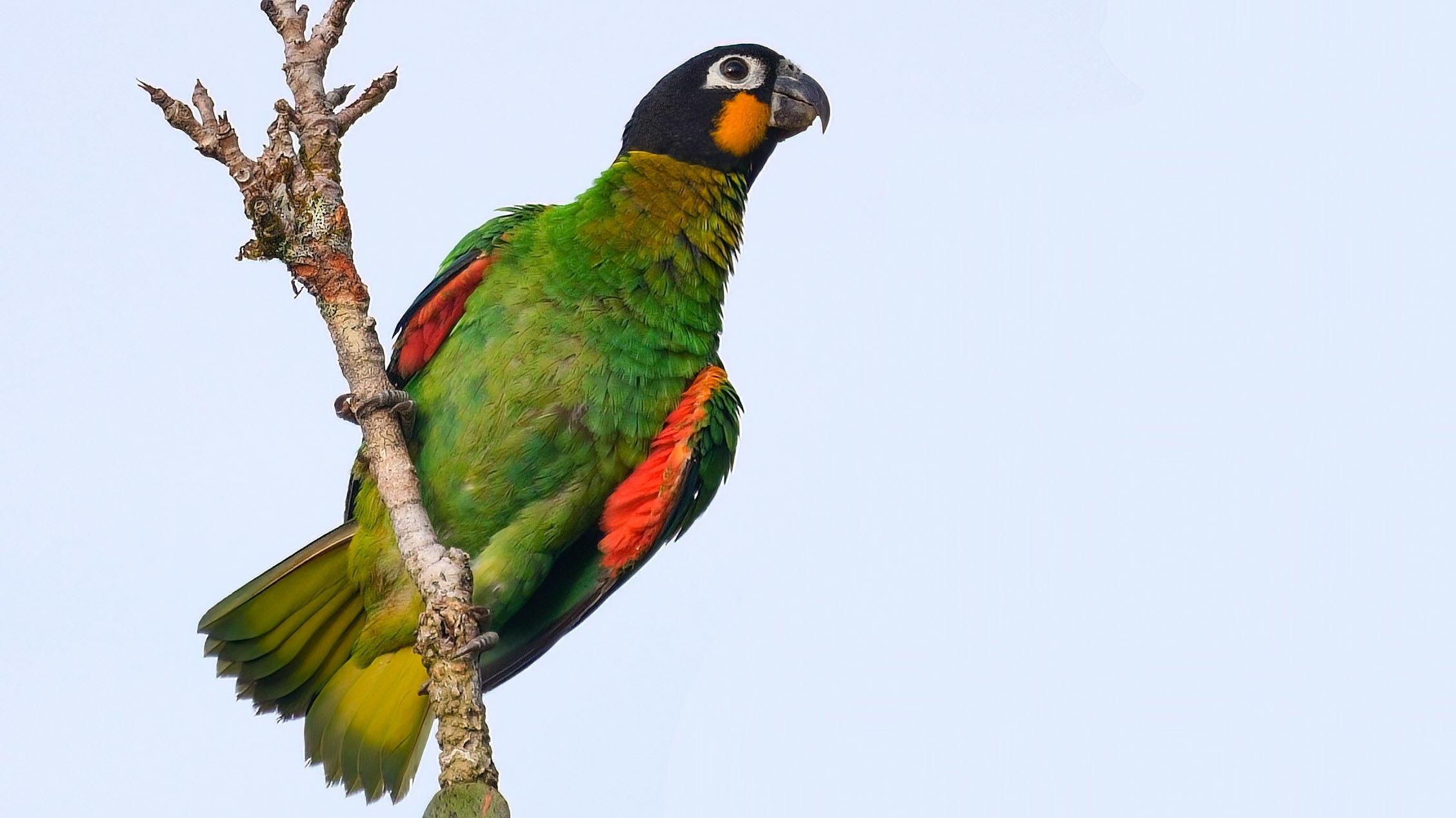 bird