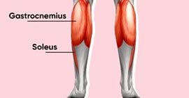 calves
